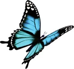 Robijn Klein & Krachtig Wasmiddel Black Velvet 1,19 Liter -Dagelijkse Benodigdheden Winkel 1200x1118 7