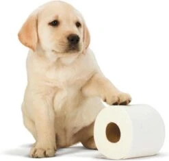 Scottex Toiletpapier - Kussenzacht Design Wc Papier - 84 Rollen 10 Scottex Toiletpapier - Kussenzacht Design Wc Papier - 84 Rollen -Dagelijkse Benodigdheden Winkel 1200x1142 1