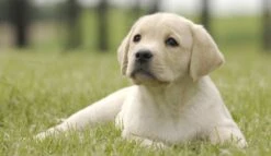 Page Toiletpapier - Eco - Duurzaam - 24 Rollen - Voordeelverpakking -Dagelijkse Benodigdheden Winkel 1200x697