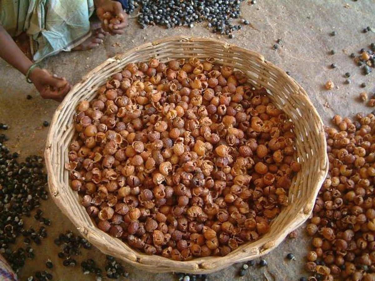 Wasnoten Start 150gr Met Waszakje - Zeepnoten - Natuurlijk Wassen 7 Wasnoten Start 150gr Met Waszakje - Zeepnoten - Natuurlijk Wassen - Afbeelding 5