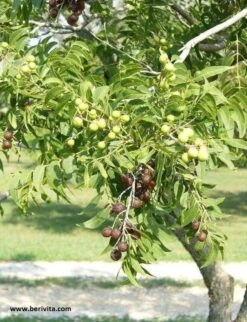 Wasnoten 750gr Met Waszakje - Zeepnoten - Natuurlijk Wassen 13 Wasnoten 750gr Met Waszakje - Zeepnoten - Natuurlijk Wassen -Dagelijkse Benodigdheden Winkel 920x1200